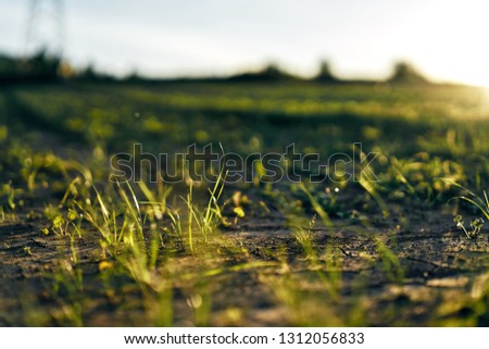 Young corn field in brown soil at sunset in detail bokeh view. green and brown warm look on evening wide angle shot with long small shadows