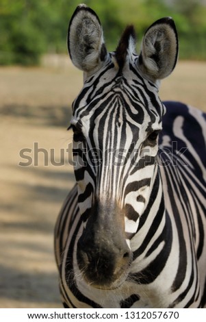 Portrait of African striped coat zebra. Photography of nature and wildlife.