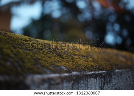 Moss that grows on stone walls
