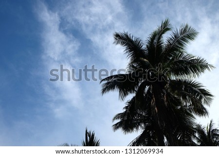 The blue sky with a shadow of the coconut trees.
