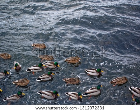 ducks swim in the river in November, Moscow
