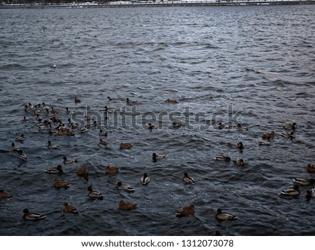 ducks swim in the river in November, Moscow
