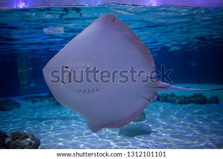 White abdomen of gray manta ray fish swimming underwater on a light blue background with white sand