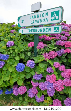 Direction signs in the middle of beautiful hydrangeas in Brittany. France