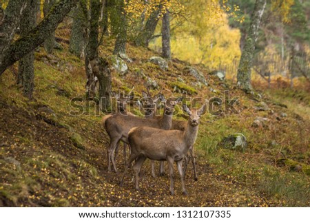A flock of wild deer in a forest in Scotland in sunny weather