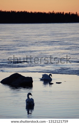 swans by night
