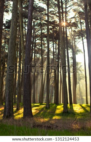 Sun shining through a dense group of trees in the countryside.