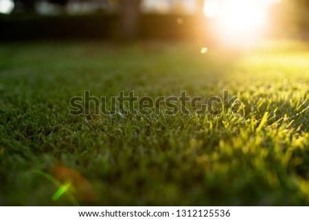 Sun shining over a neatly cut lawn.