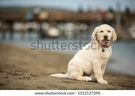 Golden labrador puppy at beach.