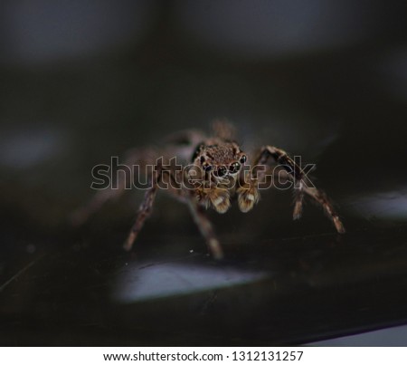 Close up of jump spider on black background 