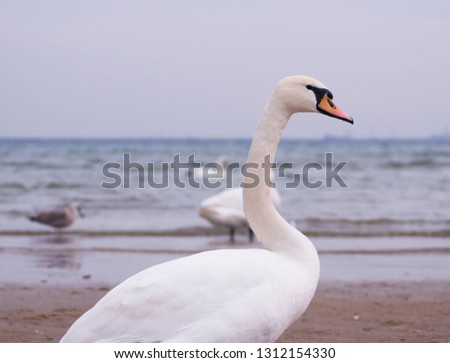 The swan by the sea.