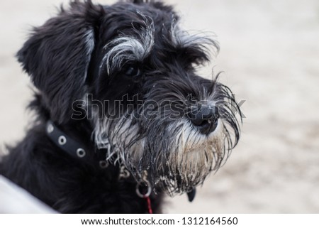 6 months old Miniature schnauzer on the seaside