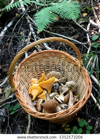 Different mushrooms in a basket on the grass in the forest.