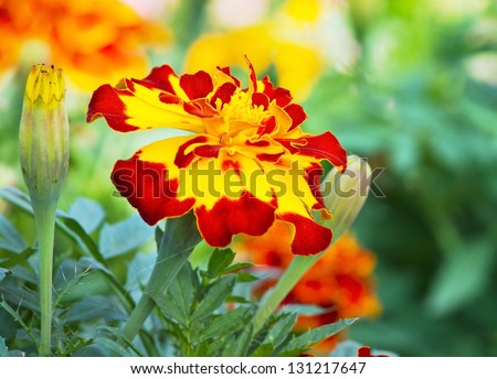 Close up of blossom French marigolds flower  (Tagetes)