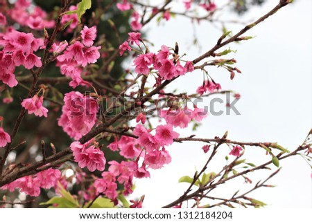 The tree has pink flowers. Sakura in Thailand.(Queen tiger)