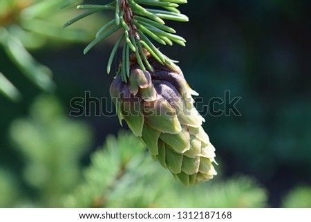 Cones dry and some are open up. Fir tree and pine tree cones on forest floor.