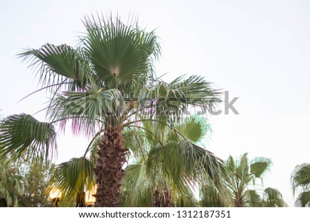 Palm trees against blue sky, Palm trees at tropical coast