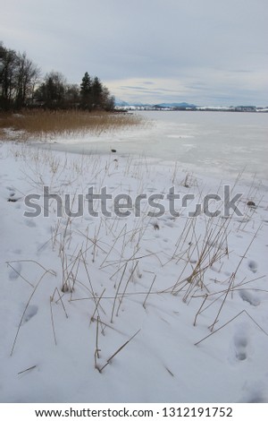 Reeds on the banks of a frozen lake. Lake Wallersee in Austria, Province of Salzburg, Europe.