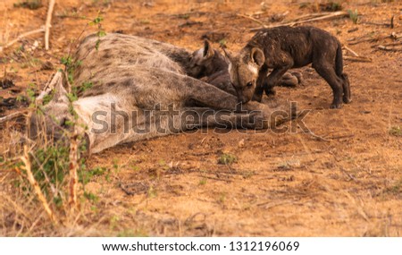 Cute baby hyenas with their mother