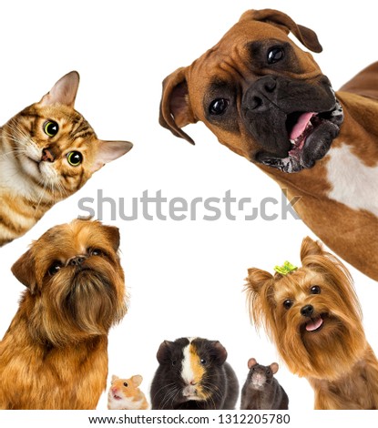 group of pets on a white background