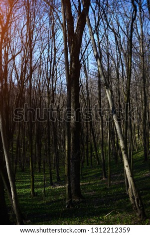 Evening forest March landscape. The concept of travel.