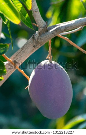 Tropical mango tree with big ripe purple mango fruits growing in orchard on Gran Canaria island, Spain, cultivation of mango fruits on plantation.