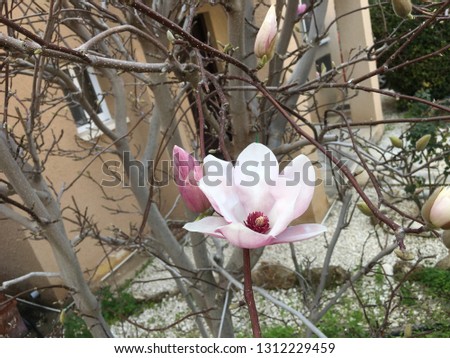 Blossom magnolia beautiful blossom tree in spring on blue sky background