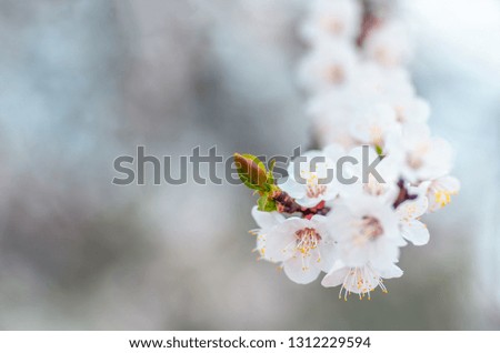 beautiful flowers and leaves of an apricot tree blooming in spring close up, natural background