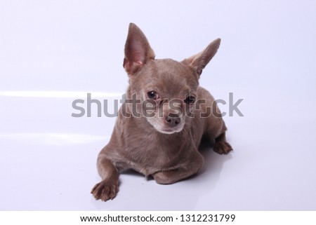 adult chihuahua dog