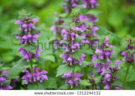 Natural blossoming overgrown Lamium purpureum. This plant is used for nutrition and beekeeping.