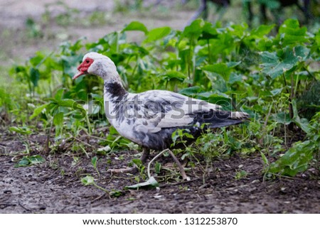 Muscovy duck, Cairina moschata, Anatidae, Anseriformes, posing for some macro photos in Crete, Greece in his beauty