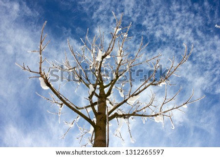 Winter scene, snowy tree