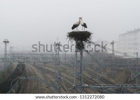 A couple of storks on a nest on top of a power line