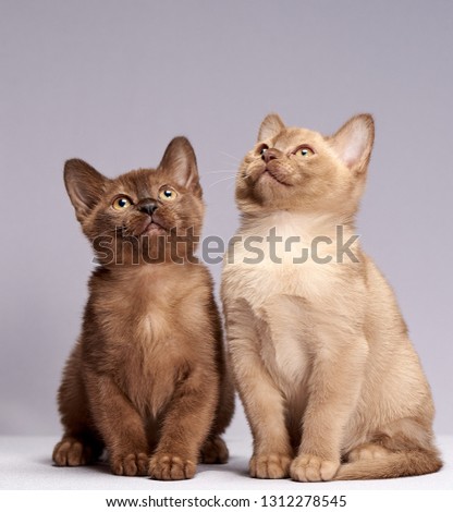 kittens breed Burma on a light background