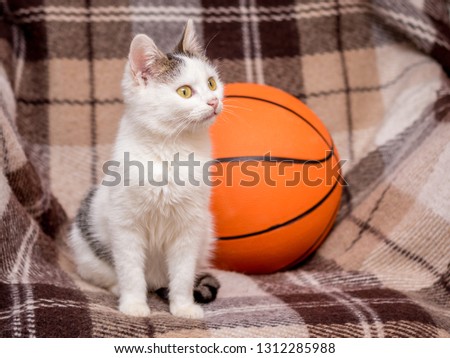 A white cat sits at the basketball and looks up