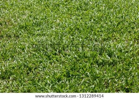 Green grass, background