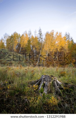 Old stump with autumn trees in the background