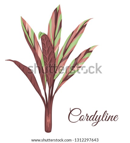 Vector tropical cordyline clip art. Jungle foliage illustration. Hand drawn home exotic plant isolated on white background. Bright realistic illustration