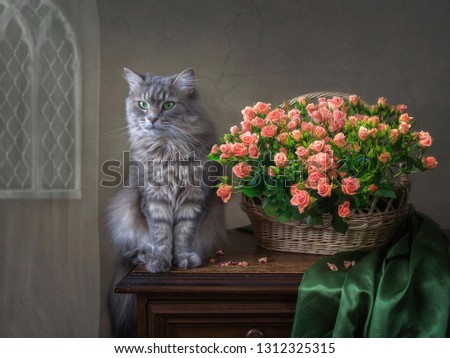 Still life with magnificent bouquet of roses and pretty  gray kitty