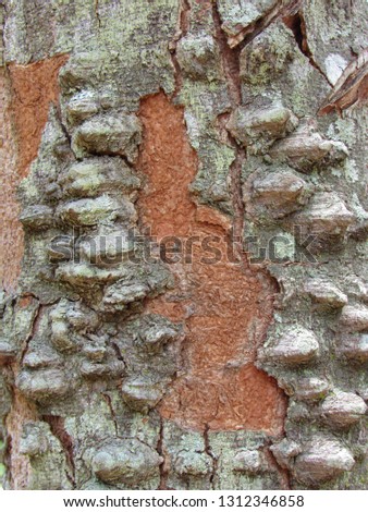 Detail of brazilwood tree trunk