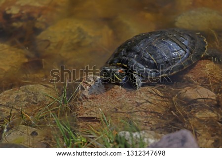 turtles living freely in the Natural Park
