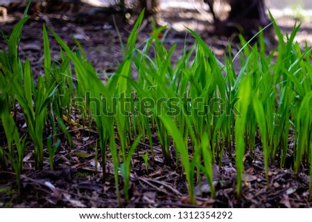 green grass in spring