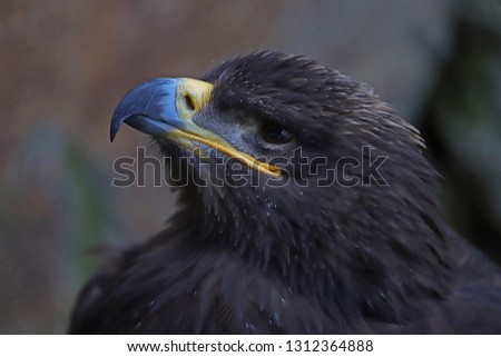 The ravenous bird of the mountains Rock Eagle