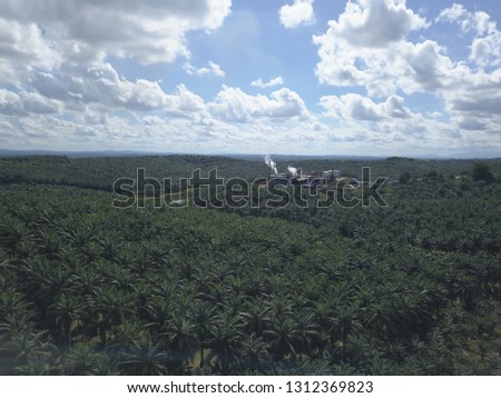 Sky view of oil palm plantation in Asia.(Sandakan,Sabah.Malaysia)