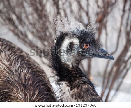 Picture of ostrich emu closeup