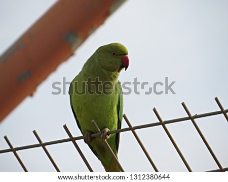 Horizontal profile portrait of rose-ringed parakeet (Psittacula krameri) perched on metal fence in urban environment. Ring-necked, green feathered, medium feral parrot native to Africa, South Asia