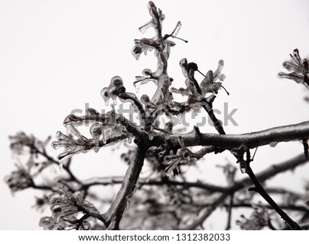 Icy Branches after Ice Storm