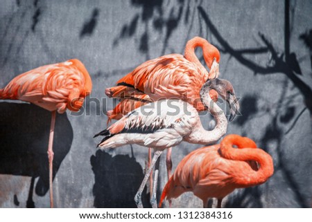 Beautiful group of pink flamingos in nature.
