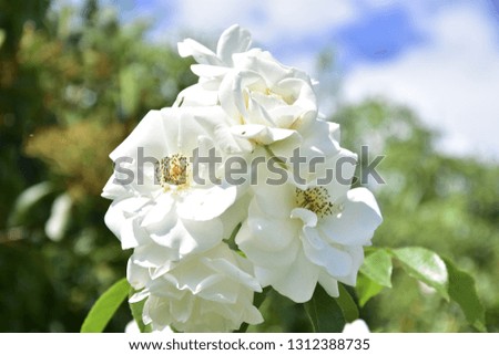 Beautiful white roses are blooming in the garden. 