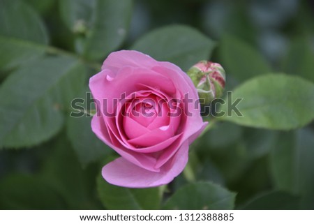 Beautiful blooming pink rose flowers in the garden.